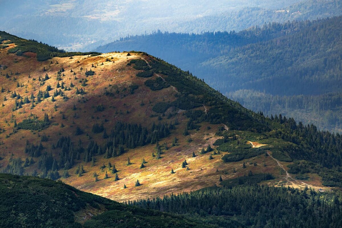 mountains with trees