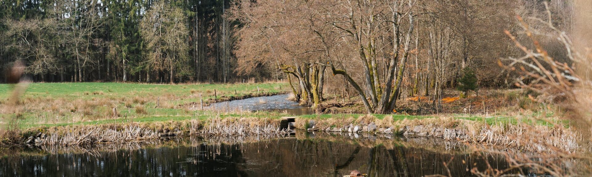 river flowing in green landscape