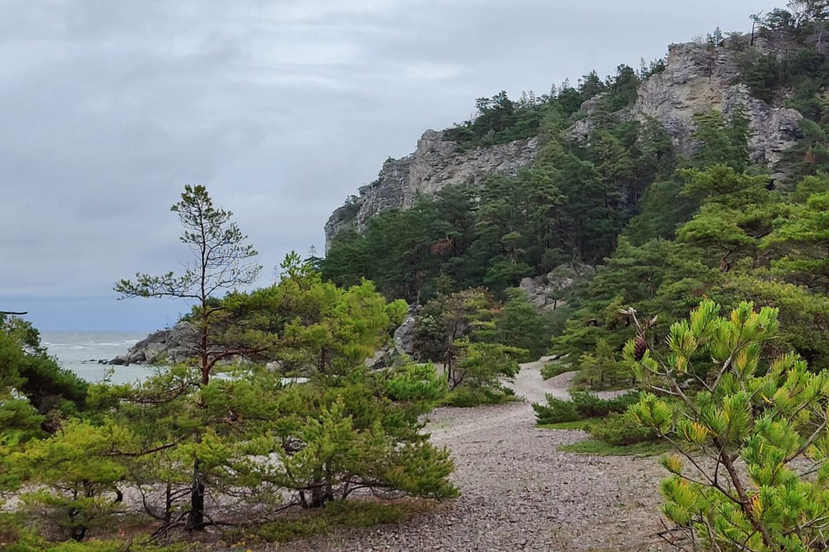 green trees near body of water