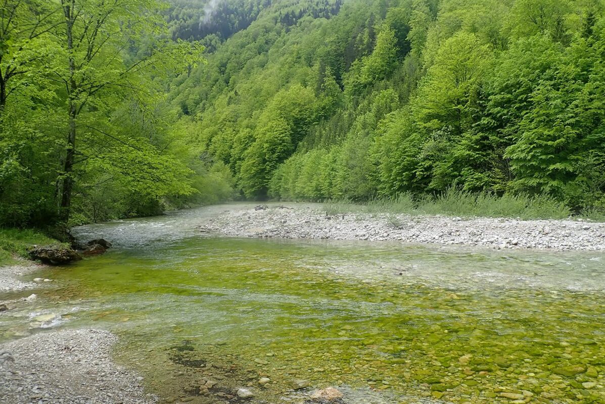 body of water near green forest