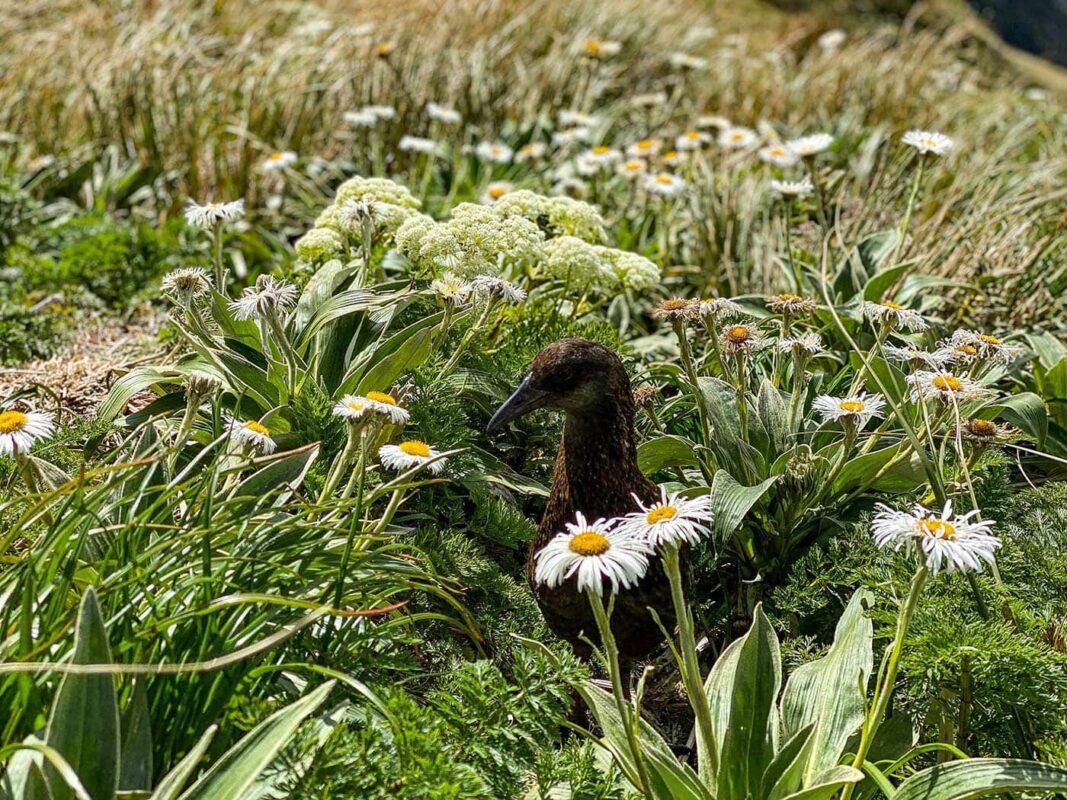 duck between grass and flowers