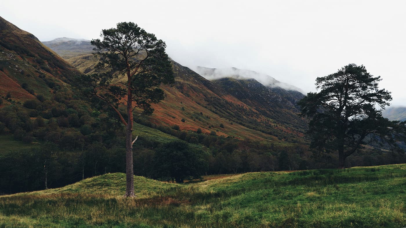 trees in grassy field near rugged hills