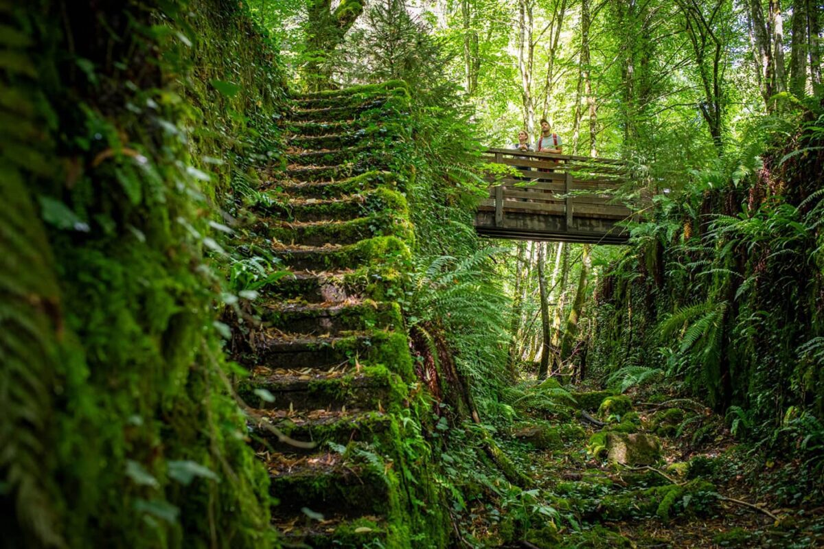 stone stairs covered in moss
