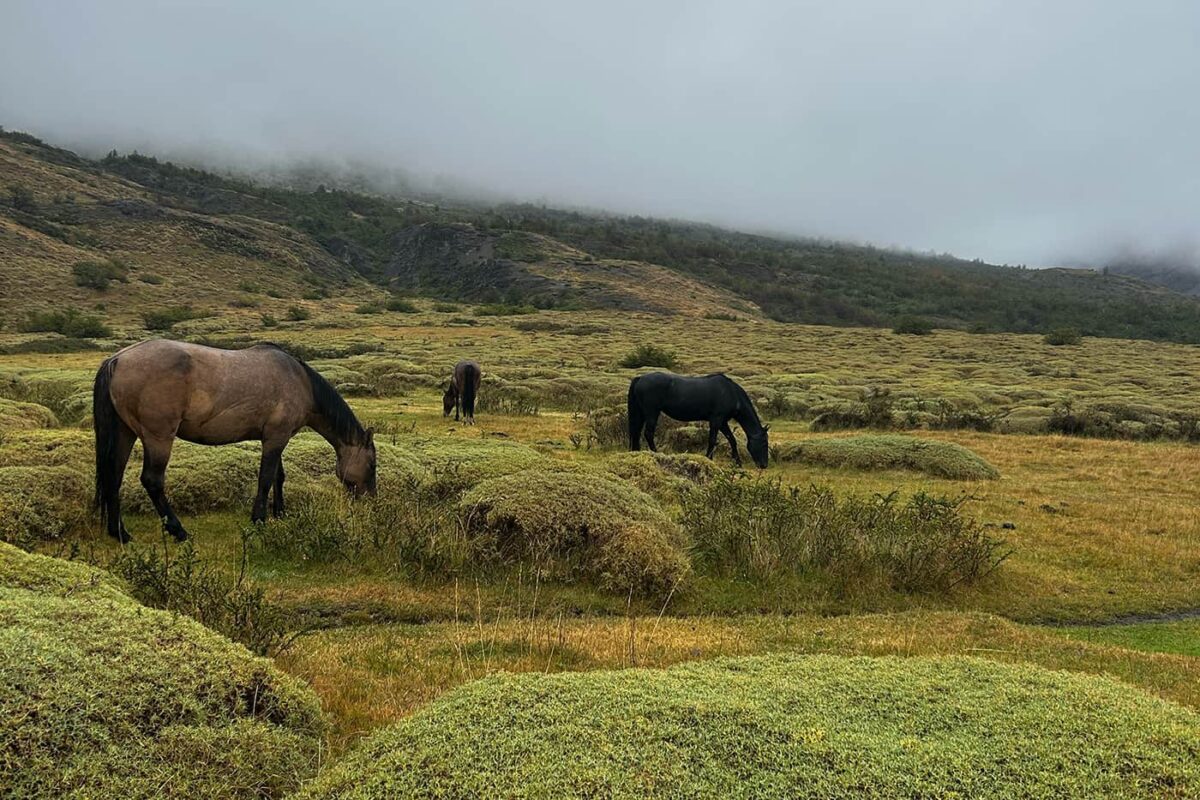 horses in green landscape