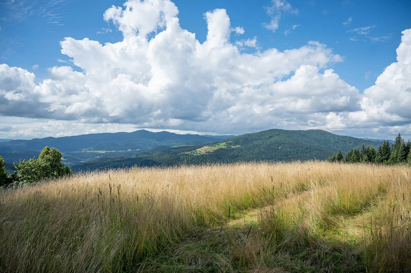 tall grass with hills in background