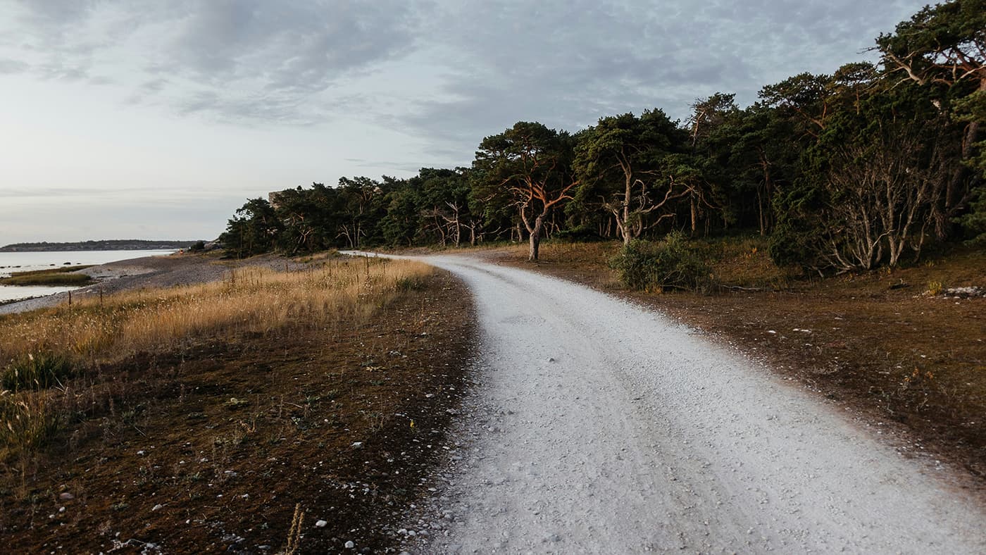 unpaved path near forest and body of water