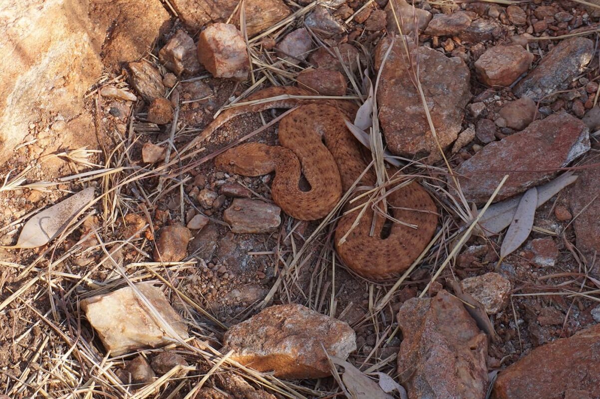adder snake lying between rocks