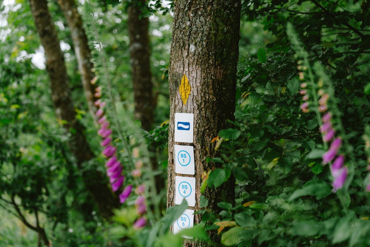 Logo of the Lee Trail signposted on a tree with flowers around it