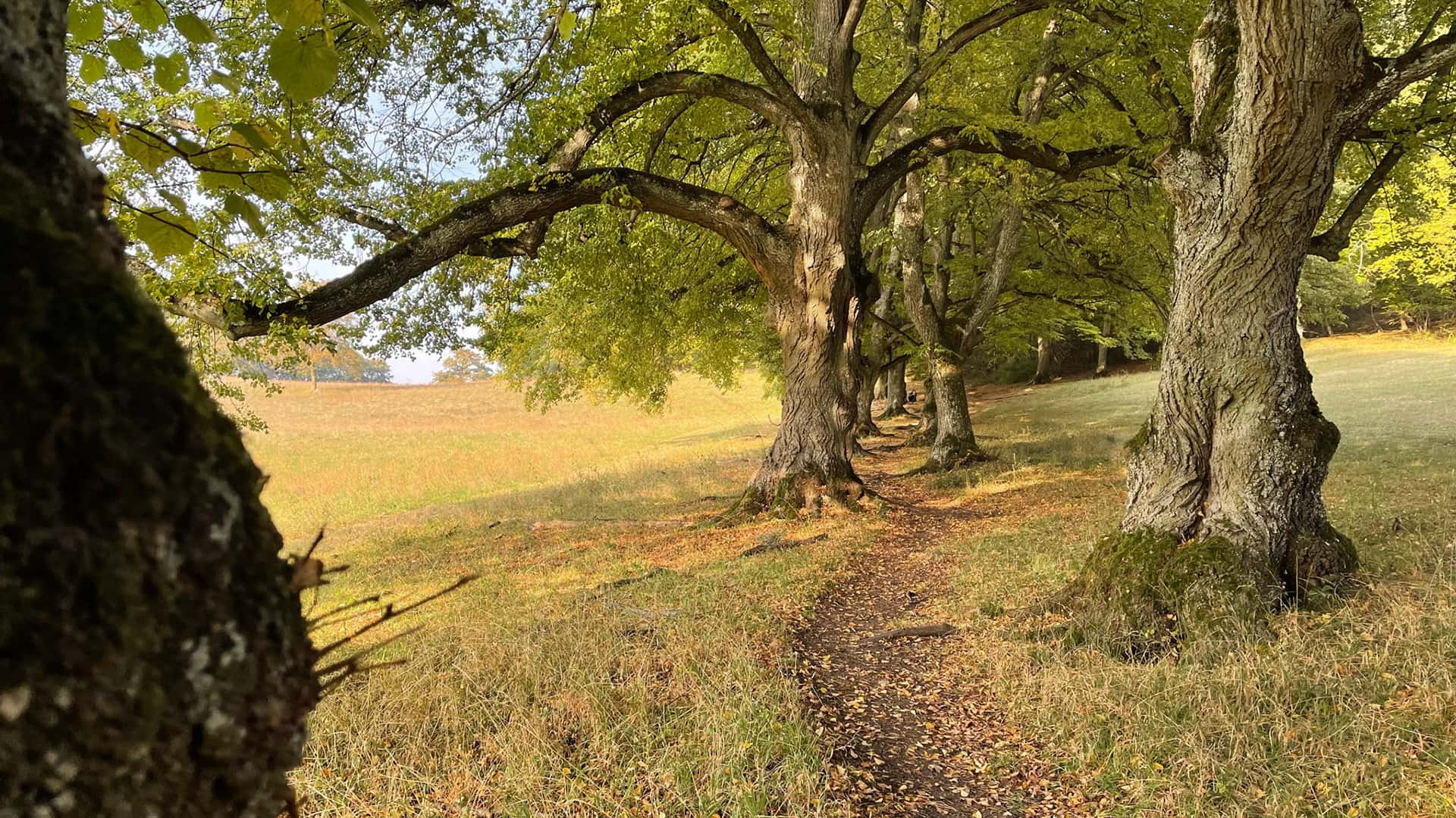 forest path between old trees on the Albsteig trail