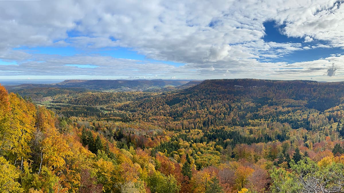 panoramic view of forest in Germany during autumn