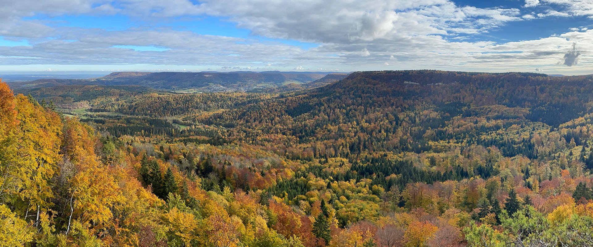 panoramic view of forest in Germany during autumn