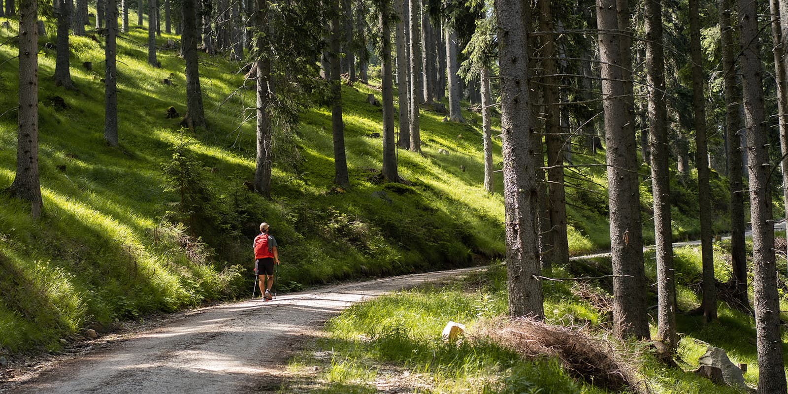 person hiking on wide unpaved path in a forest