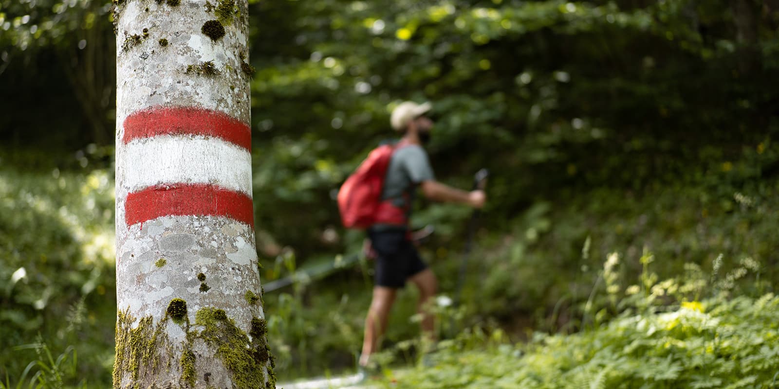 trail sign on tree with person hiking in the background