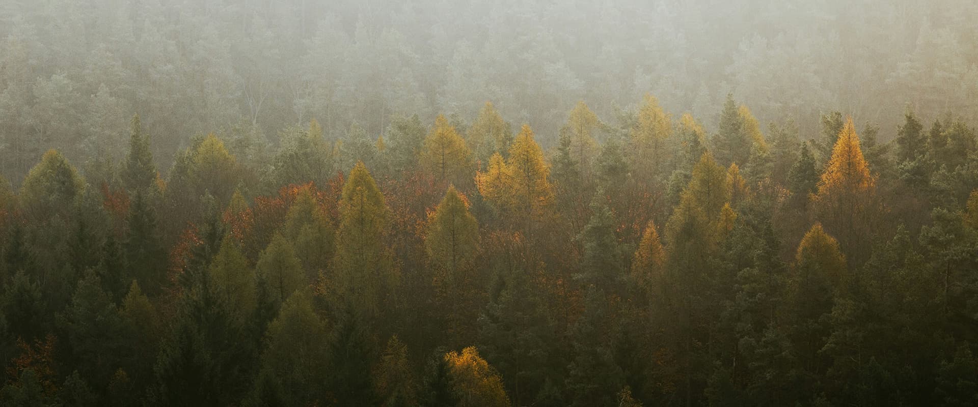 forest in autumn covered in mist