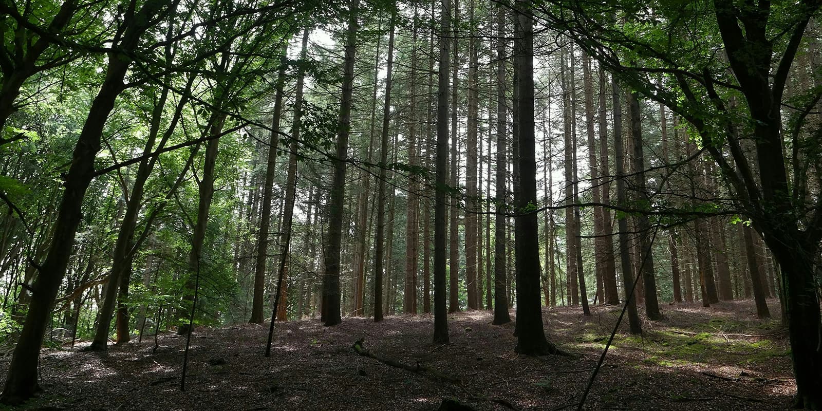 forest in Nijmegen