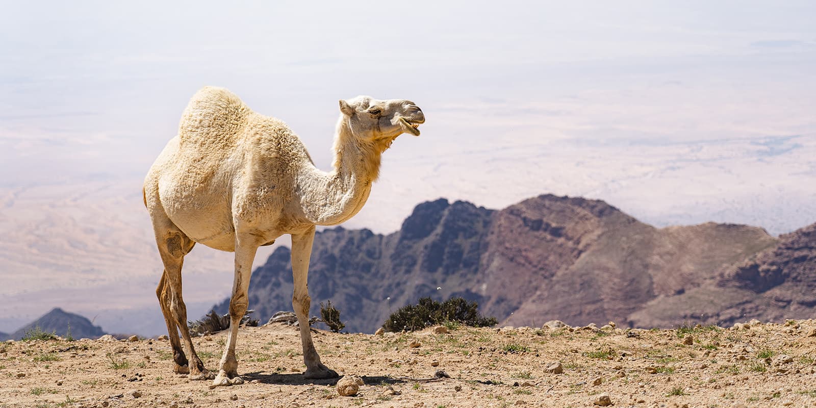 camel in Jordan desert