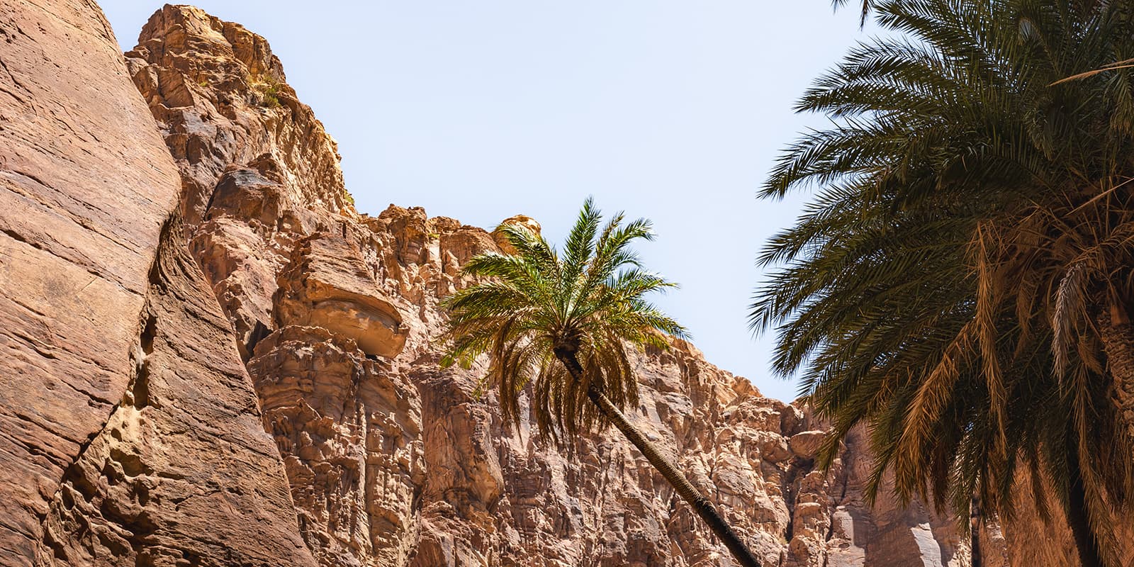 palm tree in middle of desert valley in Jordan