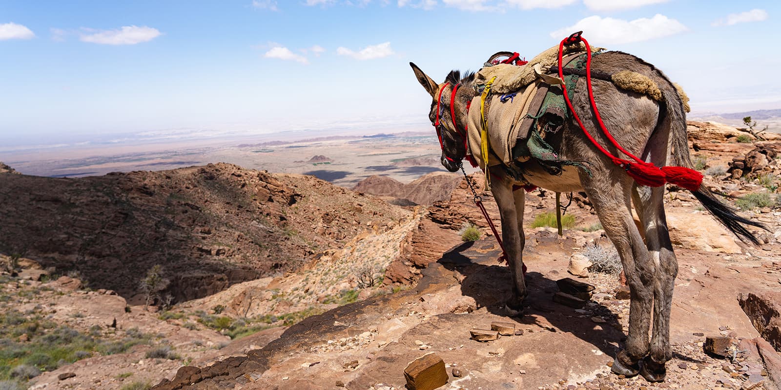 donkey standing on top of rock formations looking out over desert