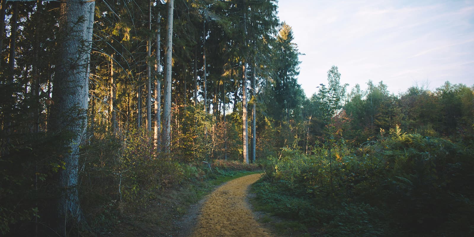 hiking trail in forest in Eifel, Germany