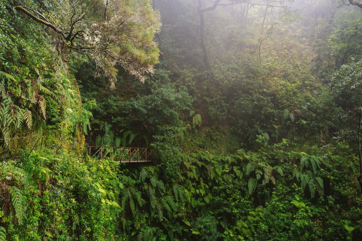 small wooden bridge in green forest on Madeira