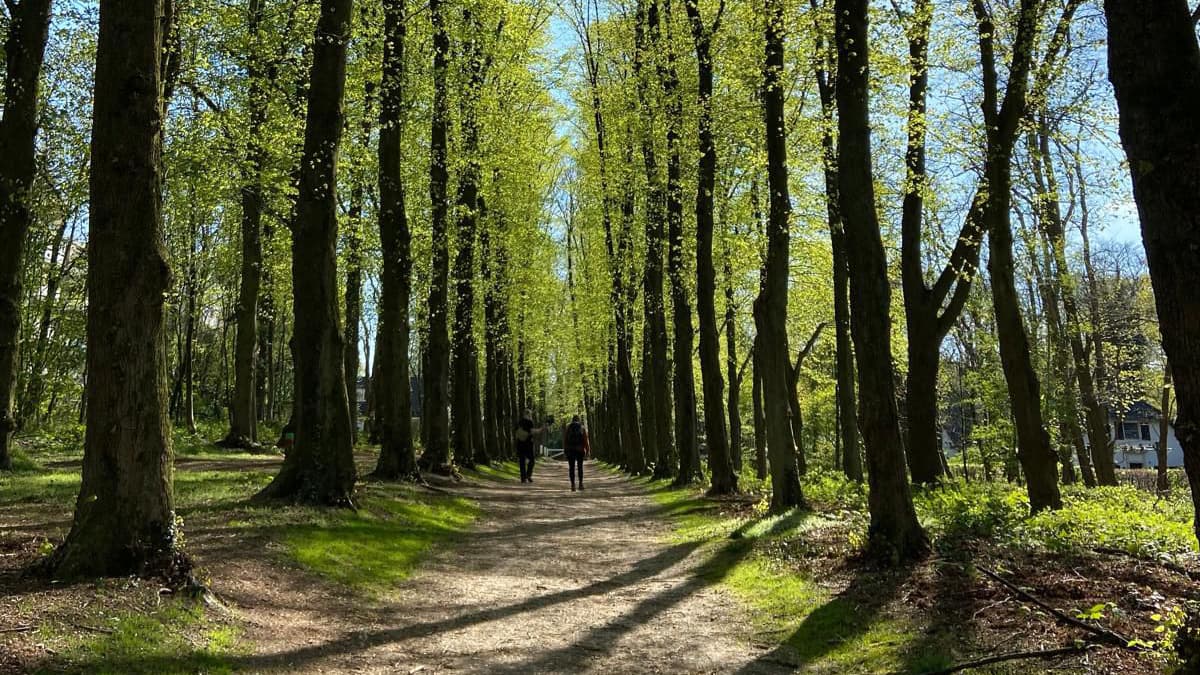 unpaved path on the N70 trail sided by trees on both sides