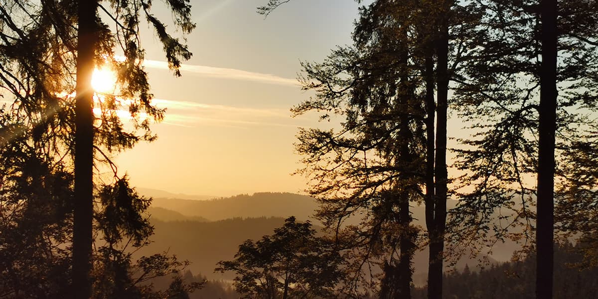 sunset seen from a forest