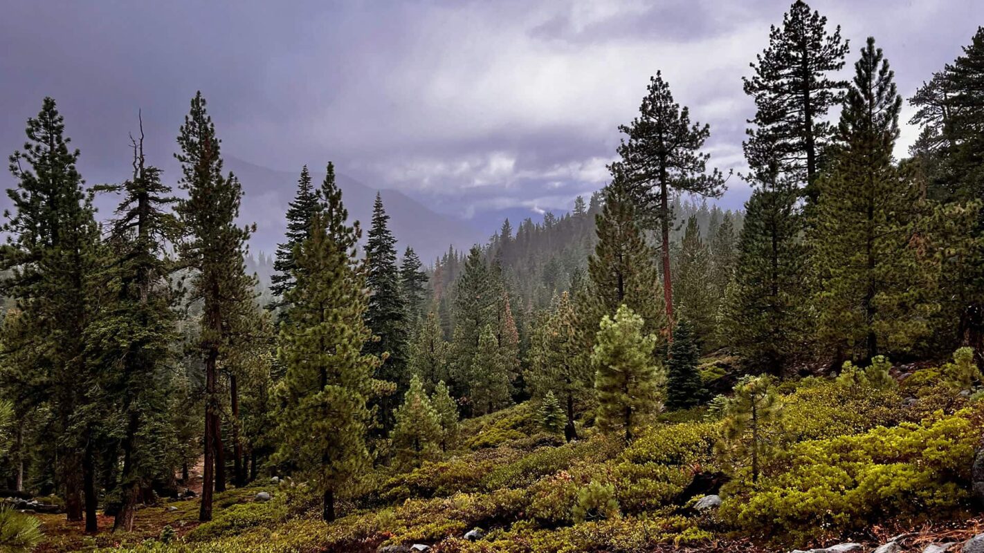 green forest during overcast day