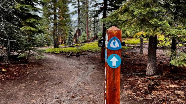 wooden trail sign in forest area