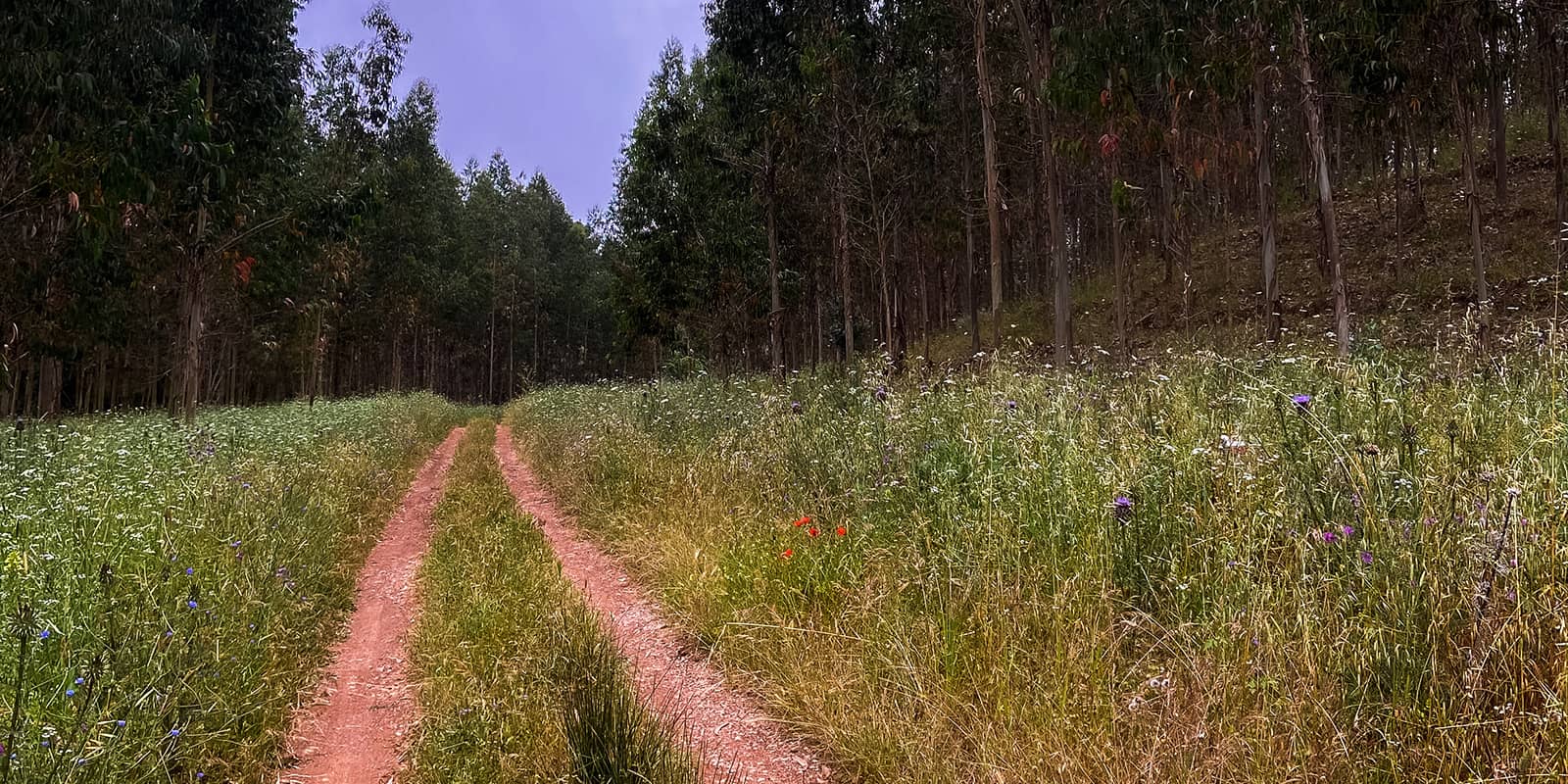 unpaved road in the forest