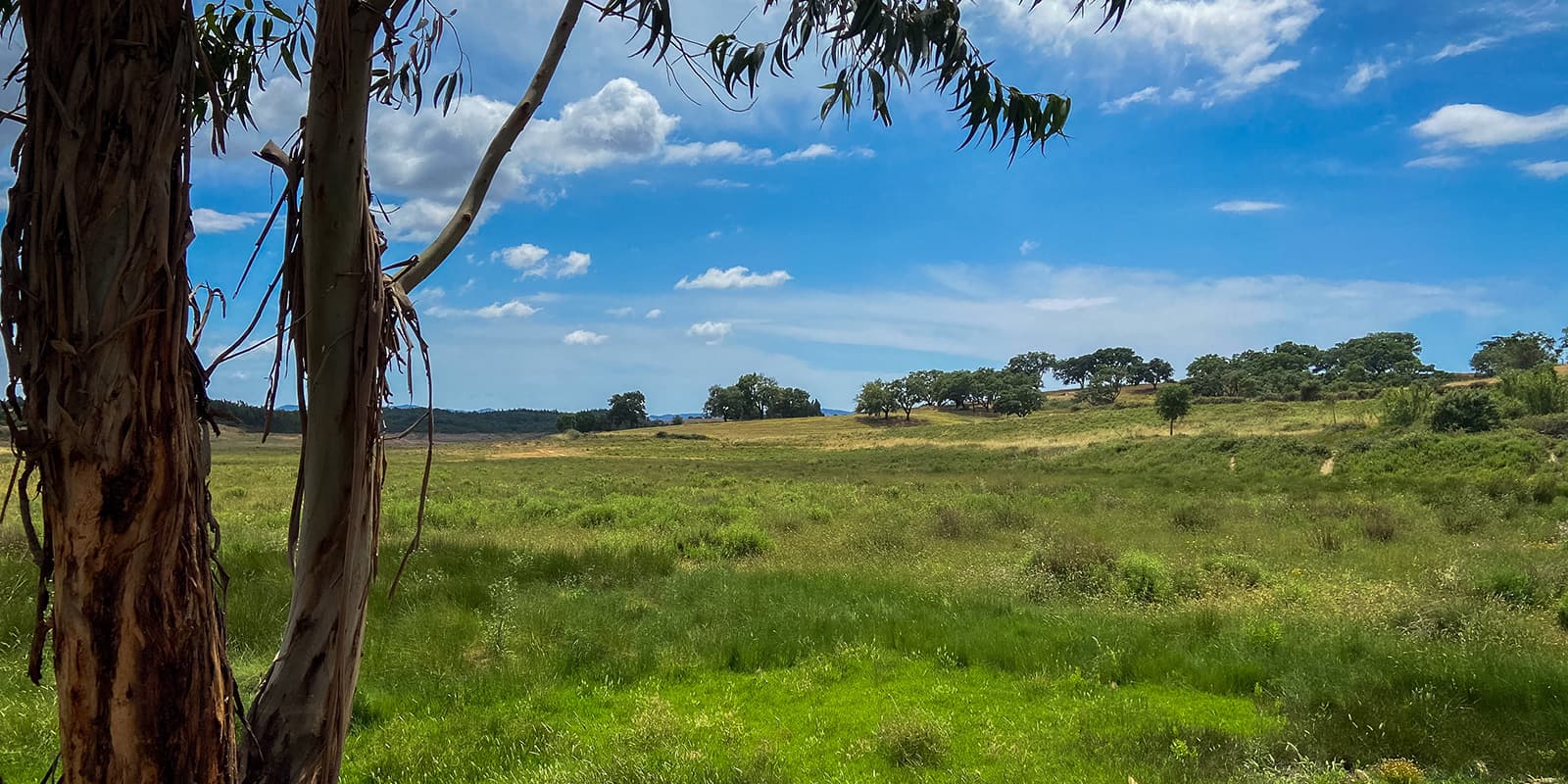 green landscape with some trees on the Rota Vicentina