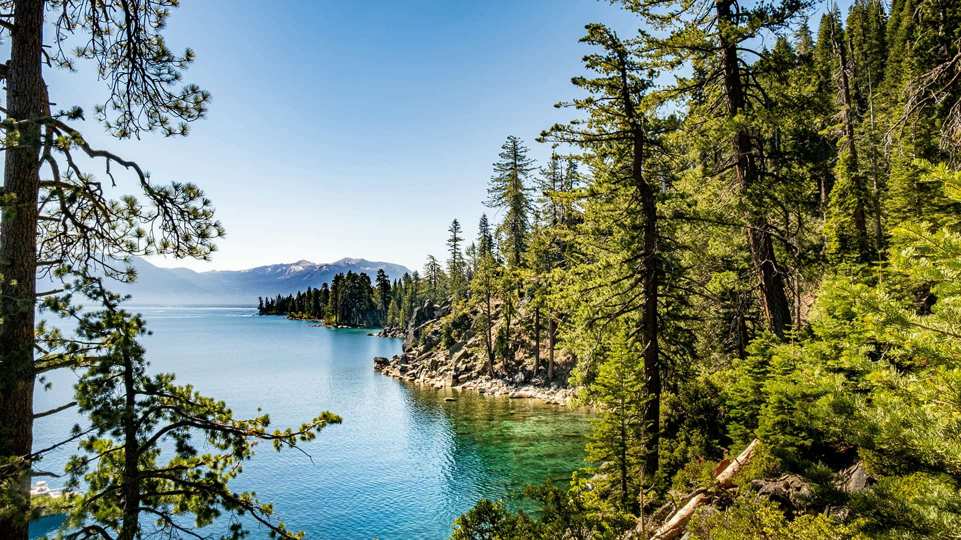 green forest near Lake Tahoe