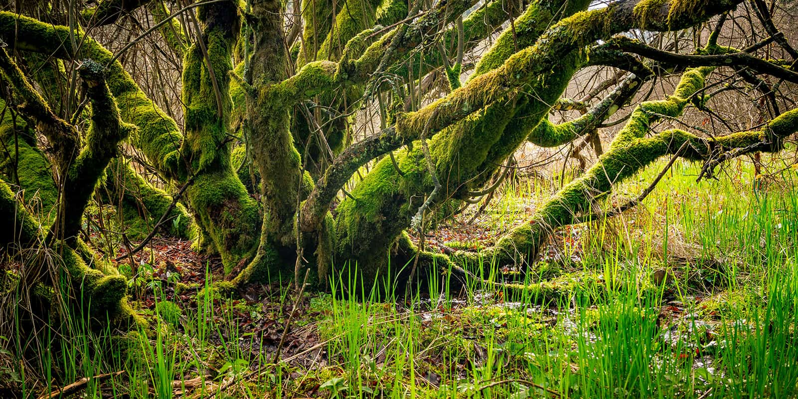 mystic tree covered in moss