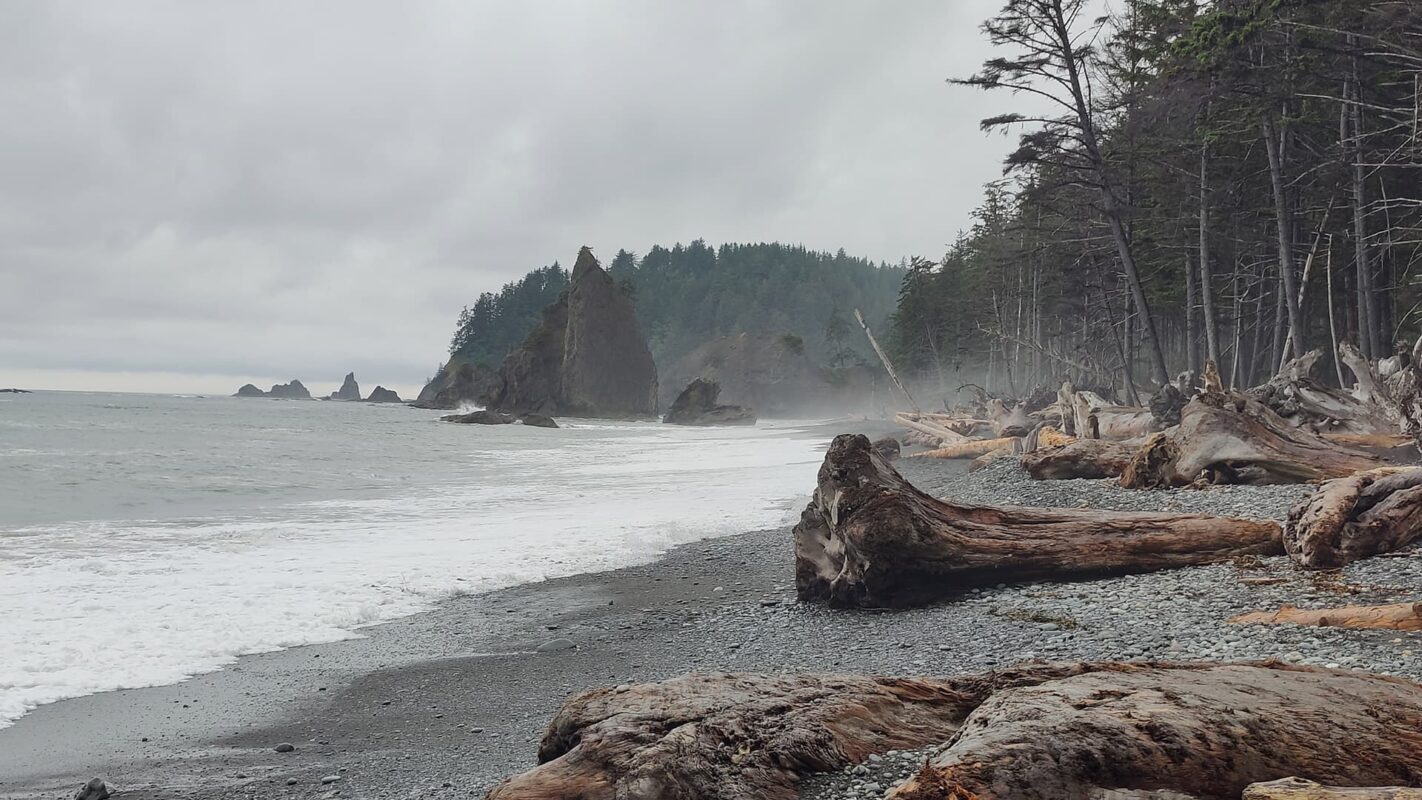 beach covered with trees and rocks on Wilderness coast trail