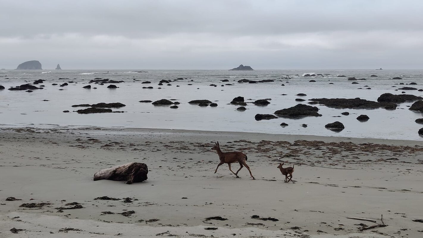 Deer on beach near water on cloudy day