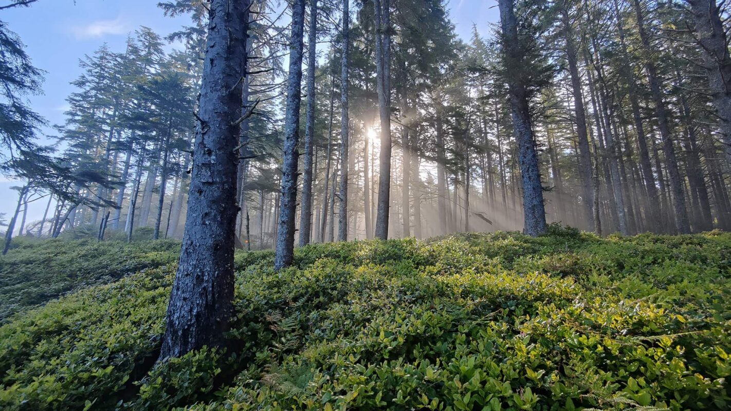 sun shining through trees in green forest