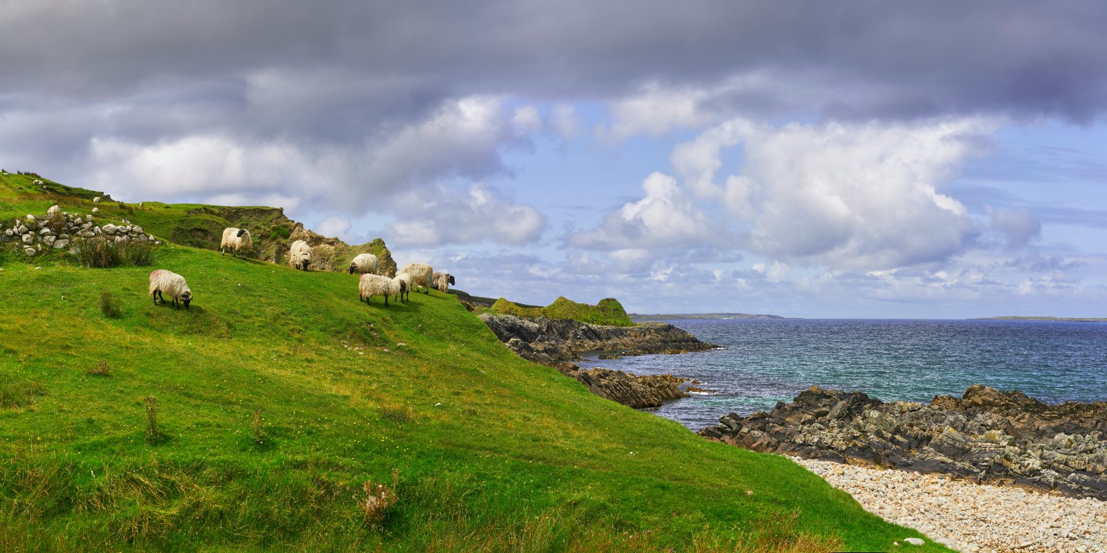 Sheeps of Ireland