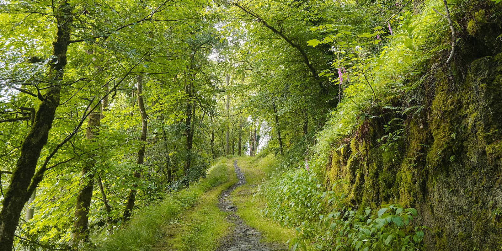 forest path on the Eislek trail