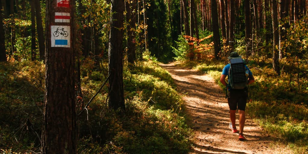 person hiking in forest