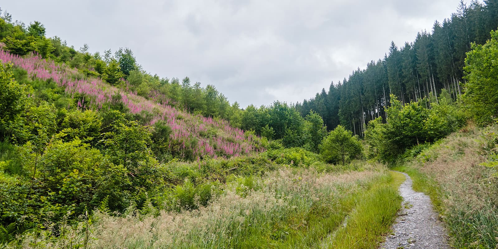 small forest path on the Eislek trail