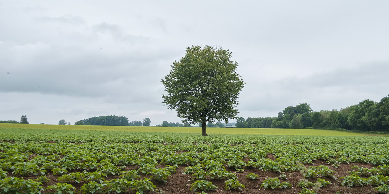 lonely tree in a field