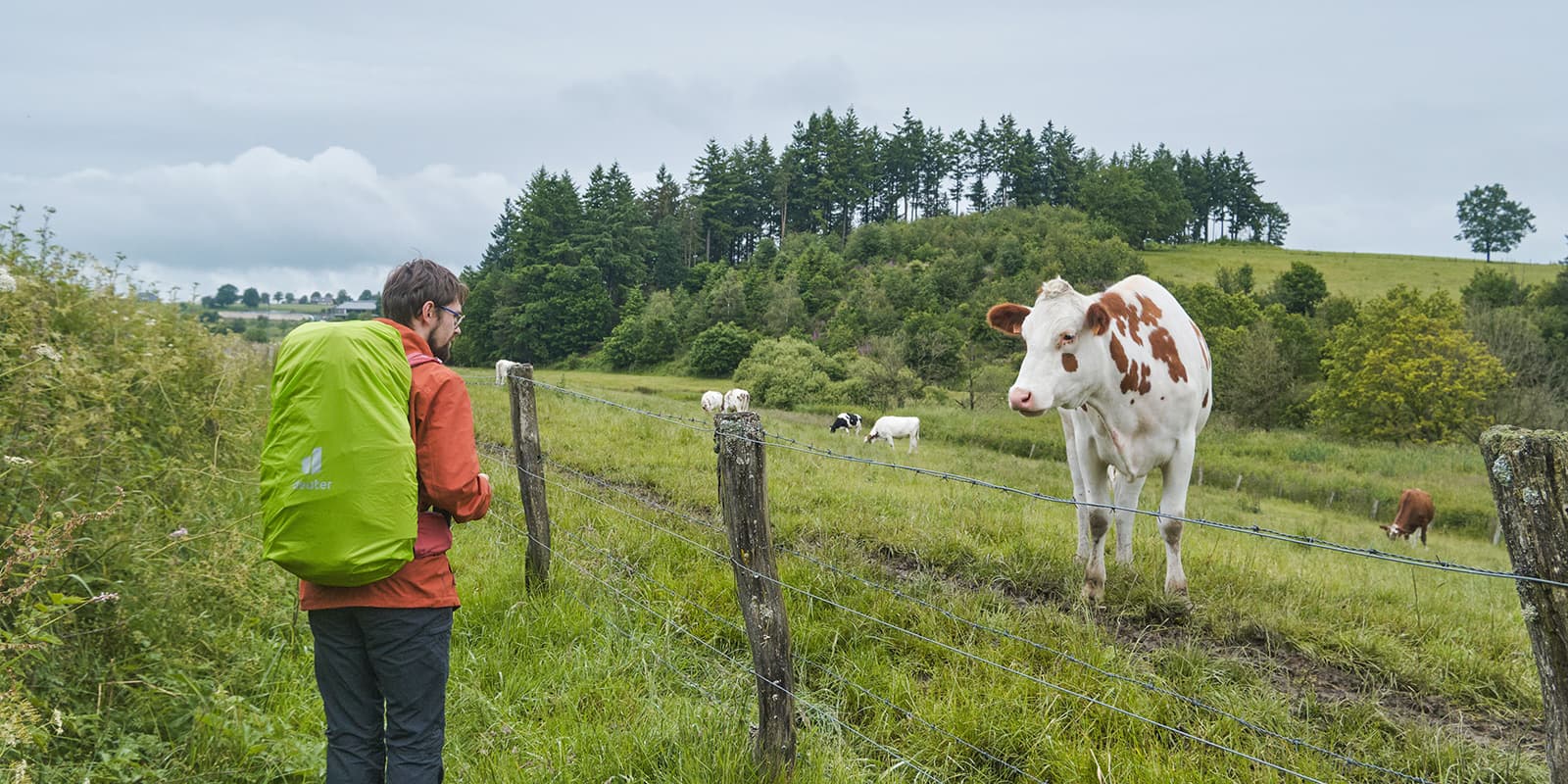 hiker says hi to cow