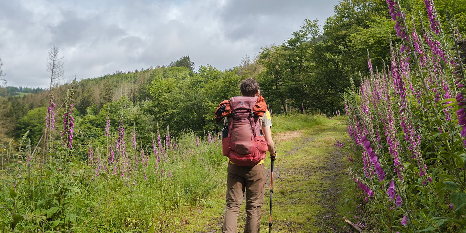 hiker on the eislek trail near purple flowers