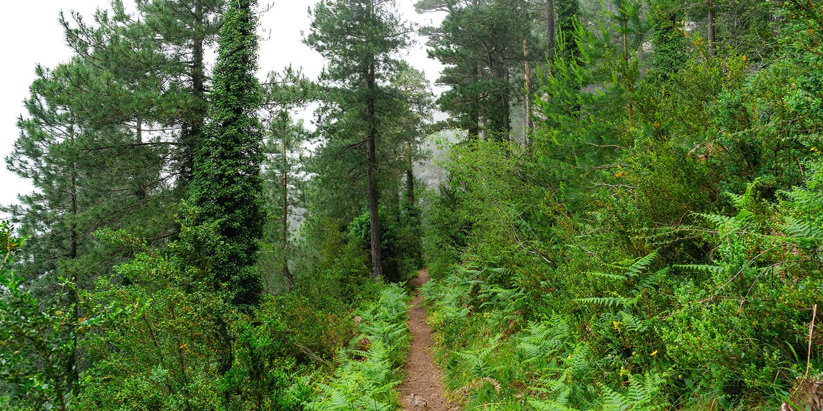 green forest path on the Estels del Sud