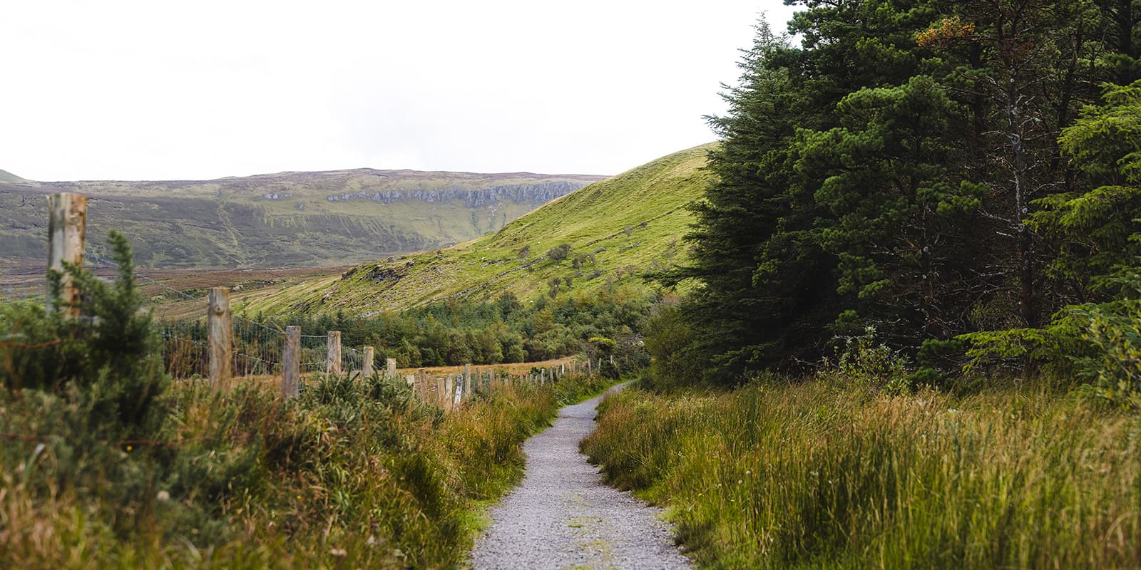 forest hiking trail in Ireland