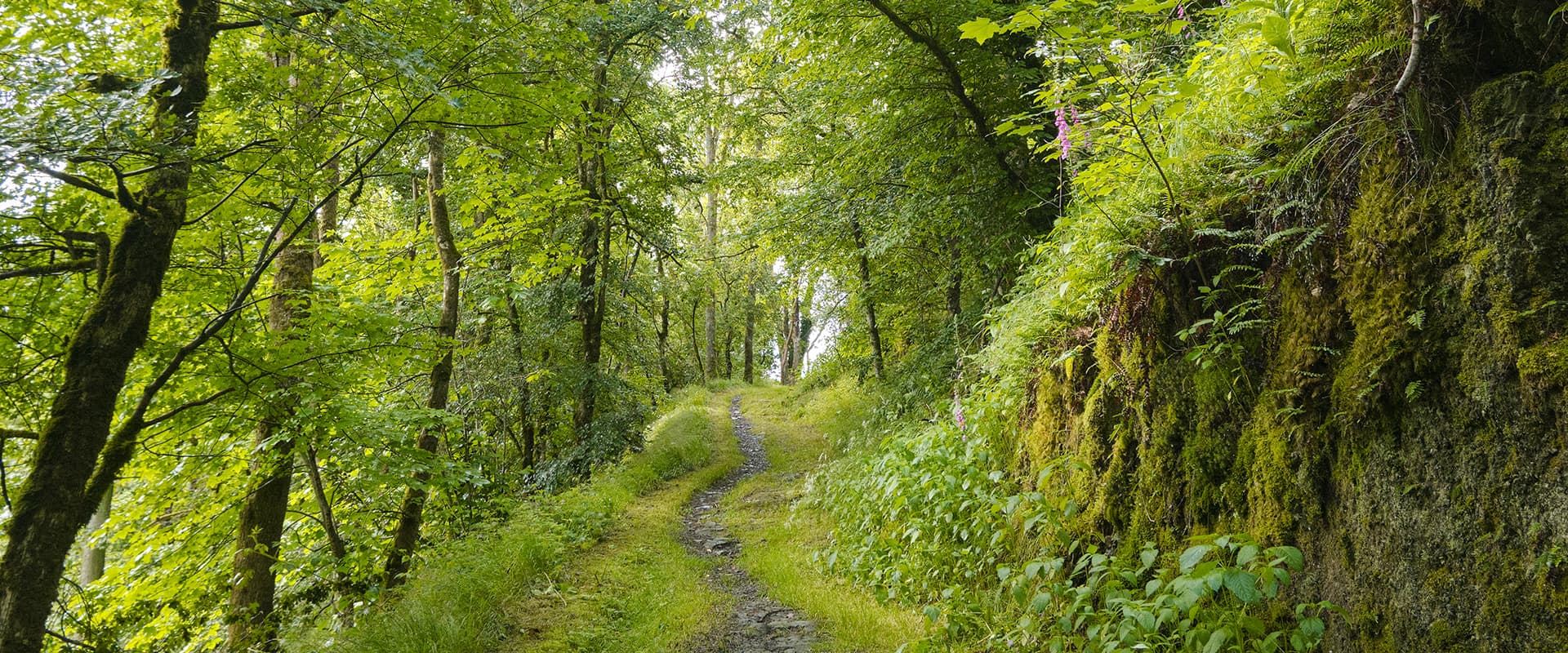 forest path on the Eislek trail