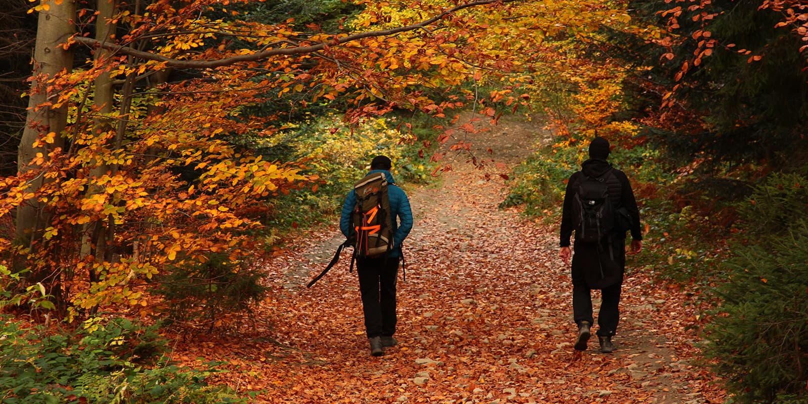 people hiking in forest during autumn