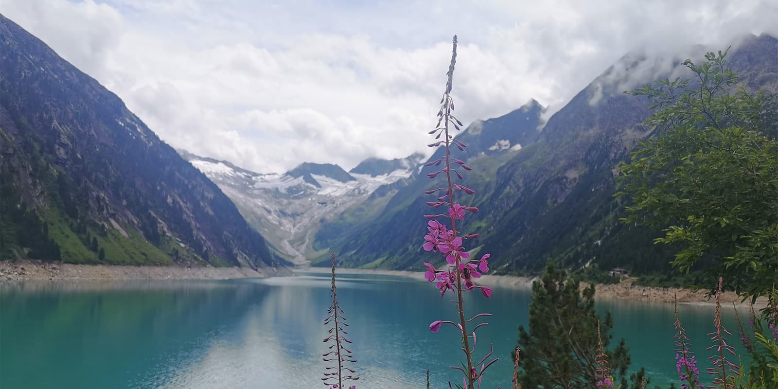 purple flowers near alpine lake on the Berliner Höhenweg in Austria