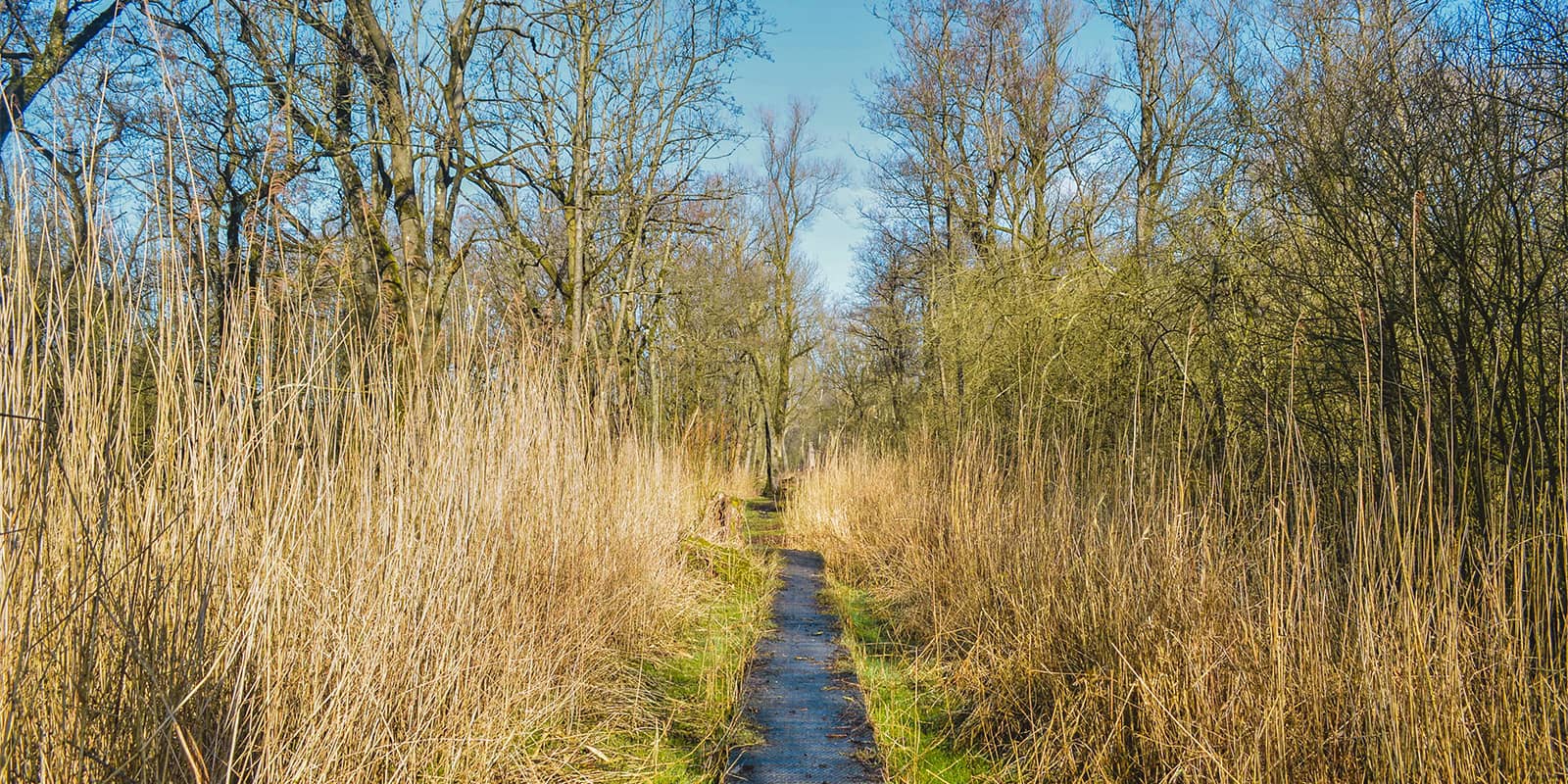 small forest path in Kempen, Belgium