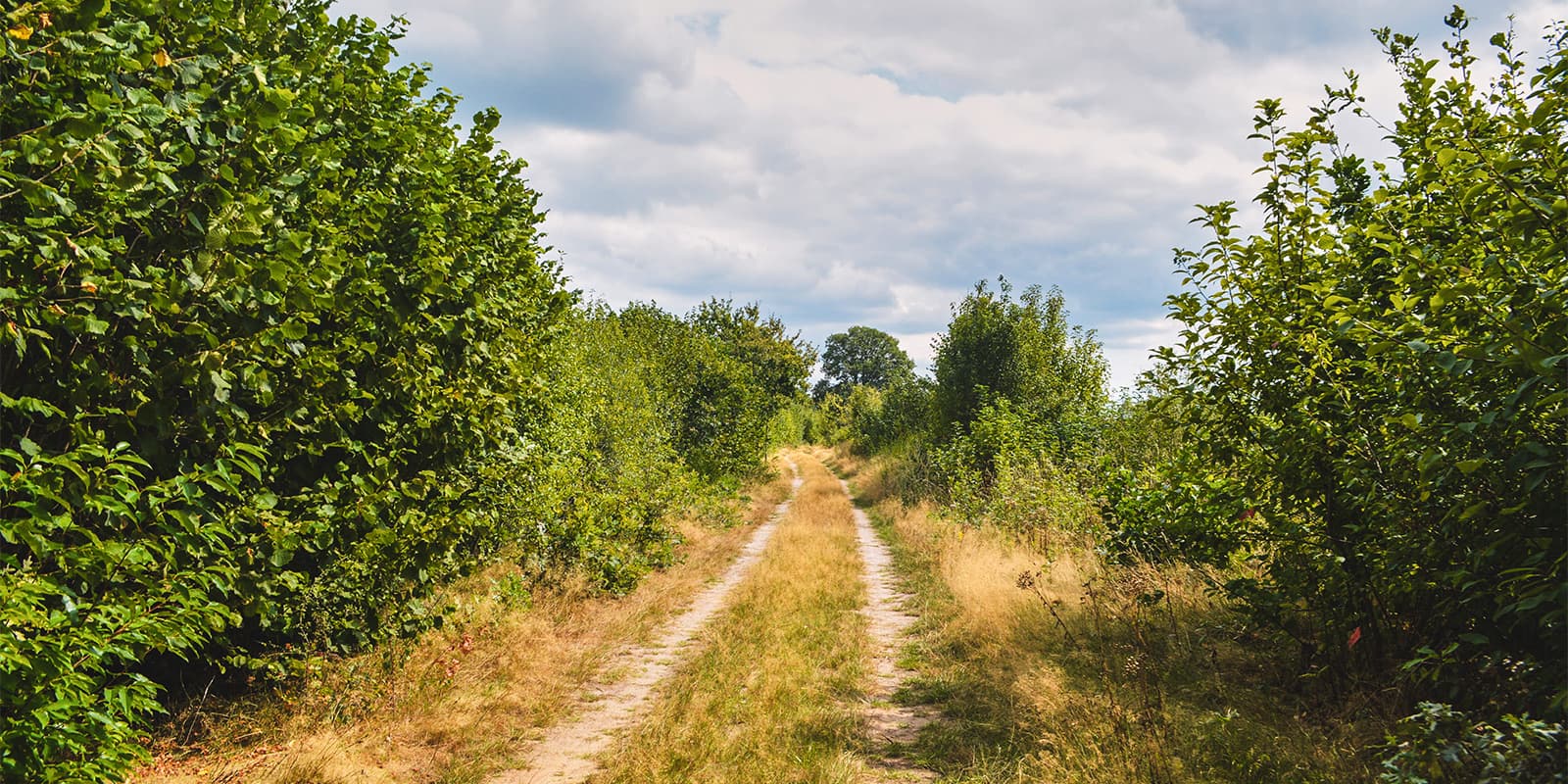 unpaved road in green forest on the Kempentocht