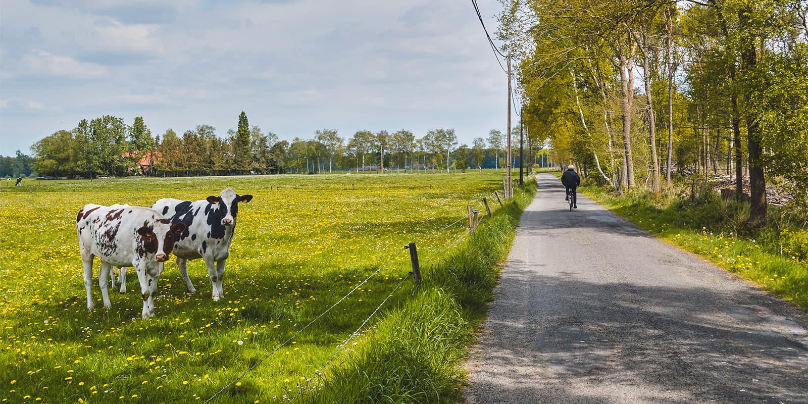 cows in a field near asphalt road